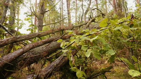 Broken forest after powerful hurricane Stockbeeldmateriaal 95362135