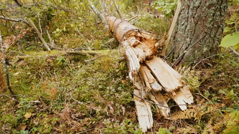 Broken forest after powerful hurricane Stockbeeldmateriaal 95362189