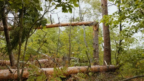 Broken forest after powerful hurricane Stockbeeldmateriaal 95362195