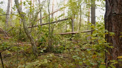 Broken forest after powerful hurricane Stockbeeldmateriaal 95362211