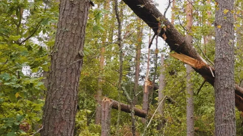 Broken forest after powerful hurricane Stockbeeldmateriaal 95598980