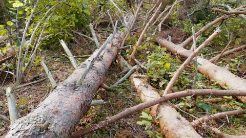 Broken forest after powerful hurricane Stockbeeldmateriaal 95600071