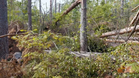 Broken forest after powerful hurricane Stockbeeldmateriaal 95600165