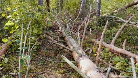 Broken forest after powerful hurricane Stockbeeldmateriaal 95600217