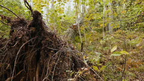 Broken forest after powerful hurricane Stockbeeldmateriaal 95600508