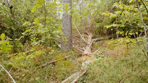 Broken forest after powerful hurricane Stockbeeldmateriaal 95600664
