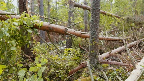 Broken forest after powerful hurricane Stockbeeldmateriaal 95600759