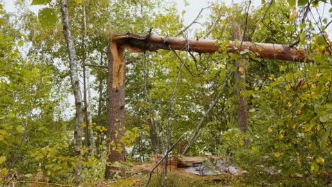 Broken forest after powerful hurricane Vidéo 95600928