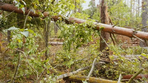 Broken forest after powerful hurricane Stockbeeldmateriaal 95601180