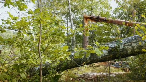 Broken forest after powerful hurricane Stockbeeldmateriaal 95601215