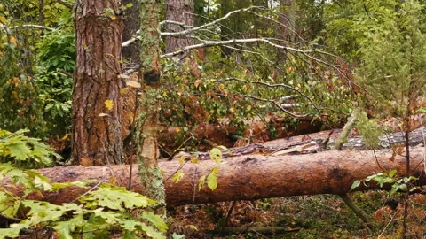 Broken forest after powerful hurricane Stockbeeldmateriaal 95601690