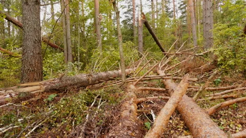 Broken forest after powerful hurricane Stockbeeldmateriaal 95602067