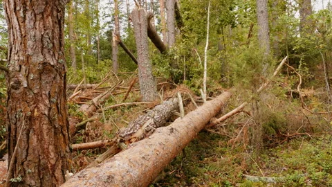 Broken forest after powerful hurricane Stockbeeldmateriaal 95602121