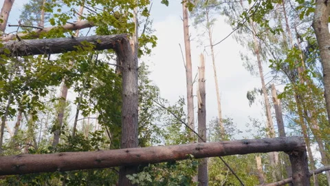 Broken forest after powerful hurricane 스톡 동영상 95602160