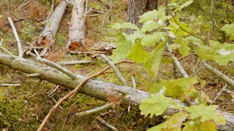 Broken forest after powerful hurricane Stockbeeldmateriaal 95619384