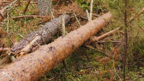 Broken forest after powerful hurricane Stockbeeldmateriaal 95706112