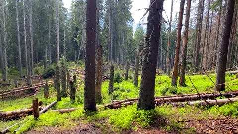 Broken forest  in mountains Stock Footage 147873258