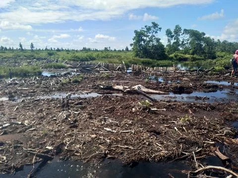 The broken forest Foto stock