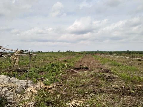 The broken forest Foto stock