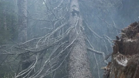 Broken forest in smoke Stock Footage 149957921