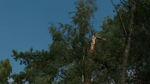 Broken forest tree against clear blue sky with dense summer foliage and storm Stock Footage 345267998