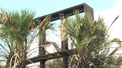 Broken frame against a palm trees Video stock 84509179
