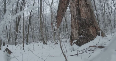 Broken Frozen Tree in Forest Video stock 123173950