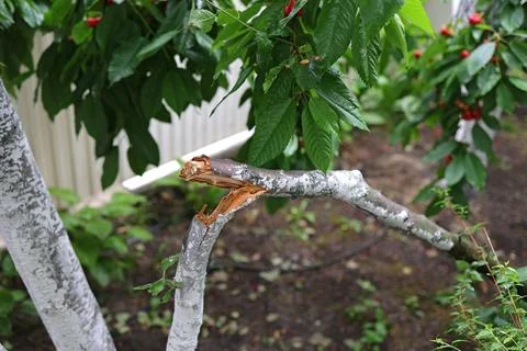 Broken fruit tree, broken branch lying on the grass, garden after a hurricane Stock Photos