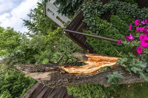 Broken fruit tree during a storm in the garden, lightning struck, ignited a.. Stock Photos