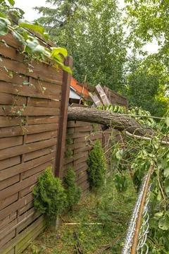 Broken fruit tree during a storm in the garden, lightning struck, ignited a.. Stock Photos