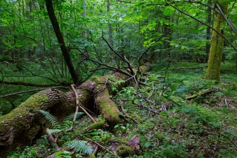 Broken giant ash tree lying Stock Photos