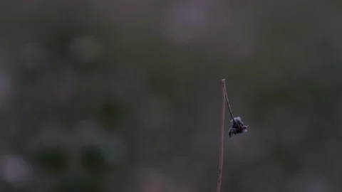 Broken grass flower with blurry background. Stock Footage 130172027
