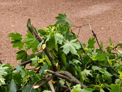 Broken green maple branches on the ground after a strong storm 库存照片