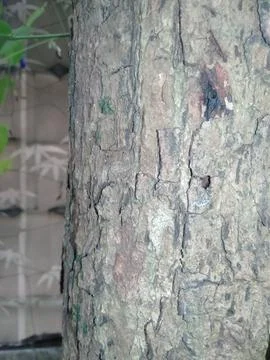 Broken guava tree trunk Stock Photos