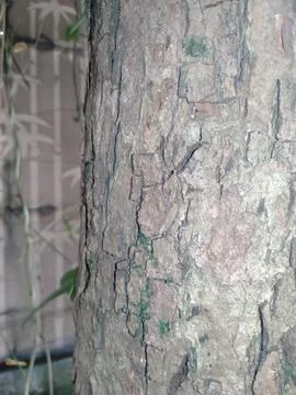 Broken guava tree trunk 스톡 사진