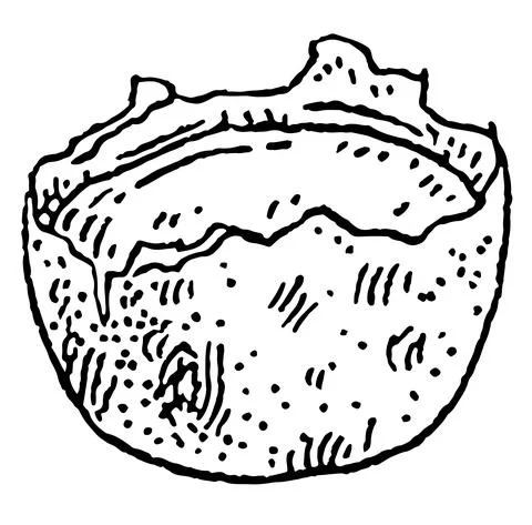 Broken halved quail egg shell. Vintage vector engraving black Stock Illustration