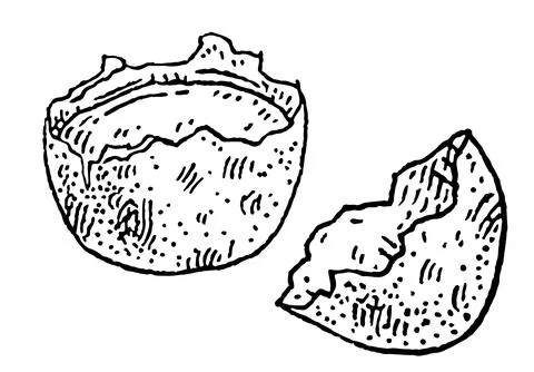 Broken halved quail egg shell. Vintage vector engraving black Stock Illustration