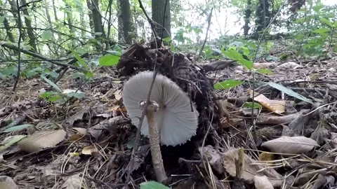 Broken Hat Macrolepiota procera, forest, mushrooms Stockbeeldmateriaal 138708473