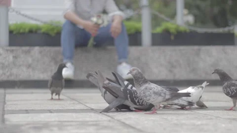 Broken hearted  man throws the flowers to the birds Stock Footage