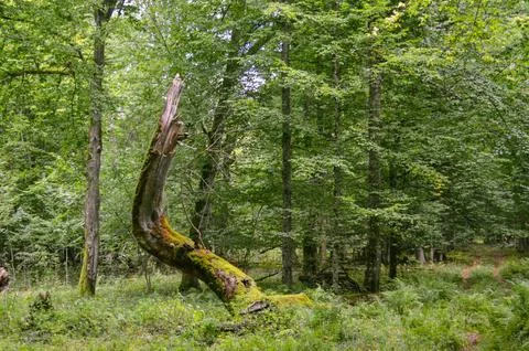 Broken high tree trunk in the forest. Broken tree trunk. Concept and backgrou Stock Photos