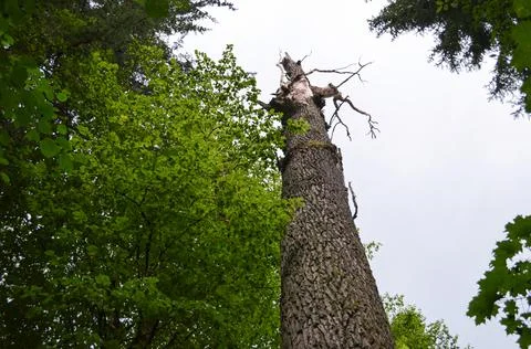 Broken high tree trunk in the forest. Broken tree trunk. Concept and backgrou Stock Photos
