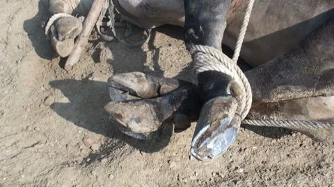 Broken hooves of the bull Stock Footage 68663377