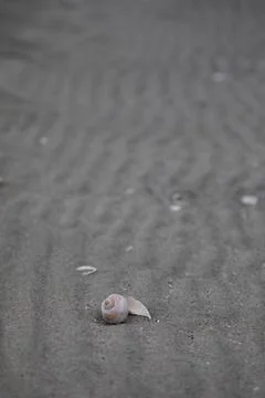 Broken isolated sea shell washed ashore on a sandy beach in McMicking Island Stock Photos