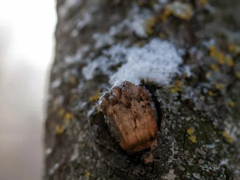 Broken knot at the trunk of a tree Foto stock