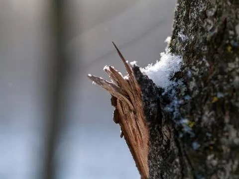Broken knot at the trunk of a tree Foto stock