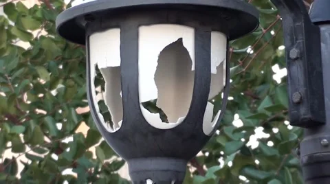 Broken lanterns against tree zoom out Stock Footage 47924626