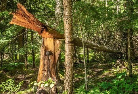 Broken Large Pine Tree from Summer Wind Storm Stock-Fotos