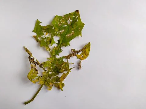 Broken leaf Stock Photos