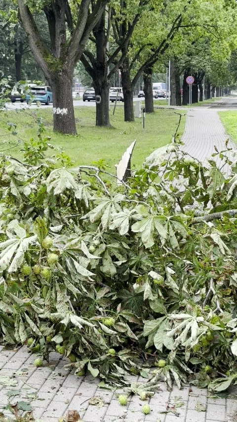 Broken Leafy Tree Branches Piled on Park Walkway, Vertical Video Stock Footage 345043142