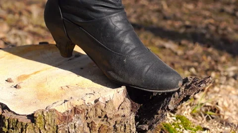 Broken leg anthill in a small stump Stock Footage 49070626